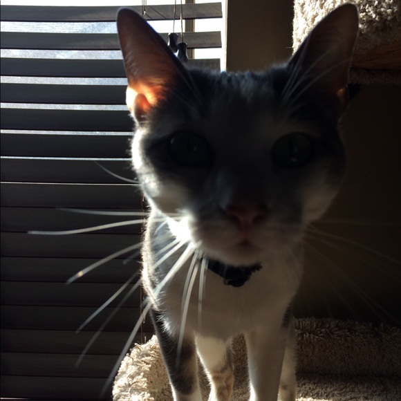 Meet your Posher, Ralph - Picture 1 of 1